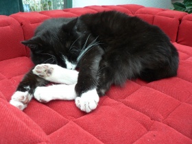 Chip Chip: Eine Katze die unser Geschäft besuchte